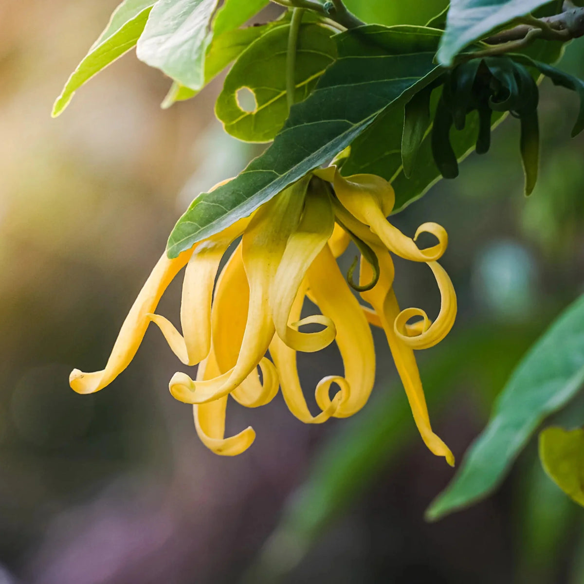 Bees Plant Hub Langi Langi / Ylang Ylang (Cananga odorata) Rare Highly Fragrant Flowering Live Plant