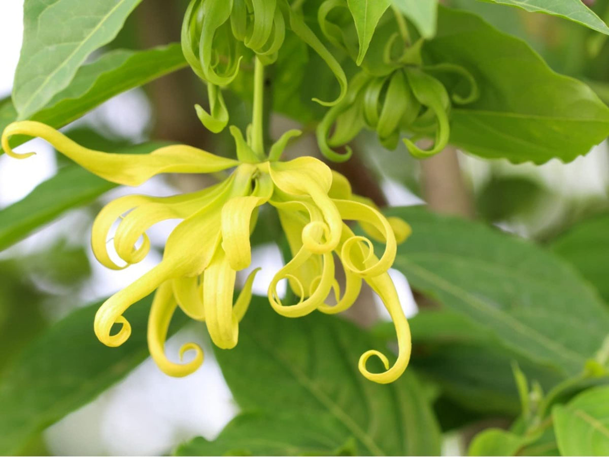 Bees Plant Hub Langi Langi / Ylang Ylang (Cananga odorata) Rare Highly Fragrant Flowering Live Plant