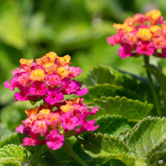 Bees Plant Hub Lantana Pink Imported (Tick Berry) All Time Flowering Live Plant