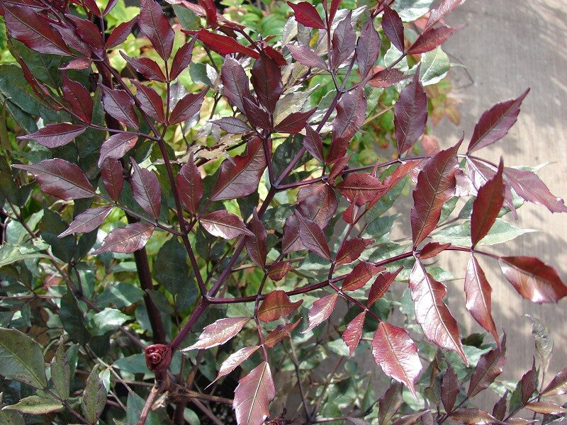 Bees Plant Hub Leea Coccinea (Rubra) Burgundy Ornamental Live Plant