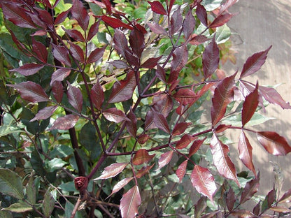 Bees Plant Hub Leea Coccinea (Rubra) Burgundy Ornamental Live Plant