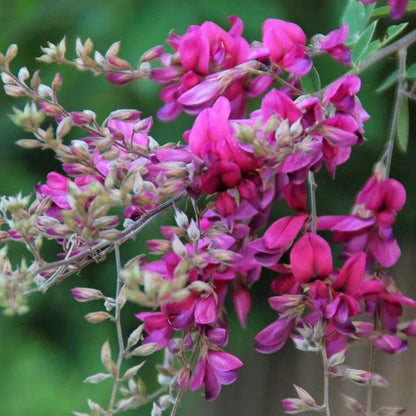 Bees Plant Hub Lespedeza Thunberji / Thunberg lespedeza  Flowering Plant