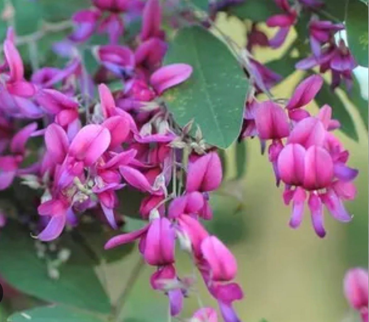 Bees Plant Hub Lespedeza Thunberji / Thunberg lespedeza  Flowering Plant