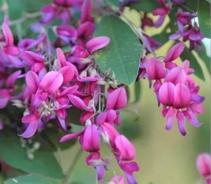 Bees Plant Hub Lespedeza Thunberji / Thunberg lespedeza  Flowering Plant
