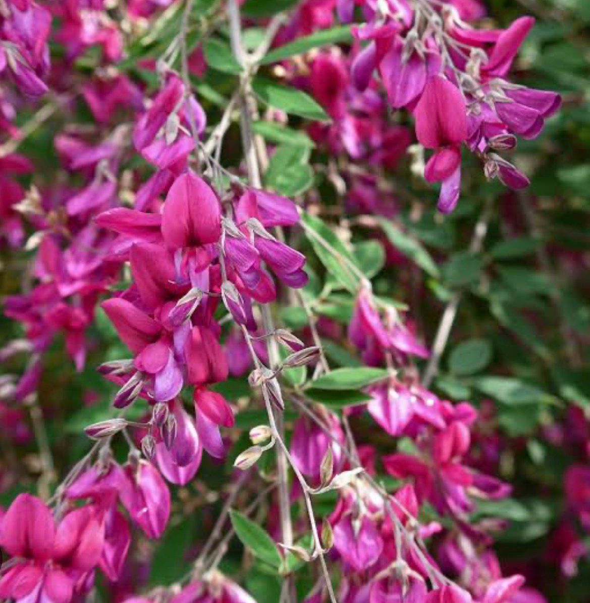 Bees Plant Hub Lespedeza Thunberji / Thunberg lespedeza  Flowering Plant