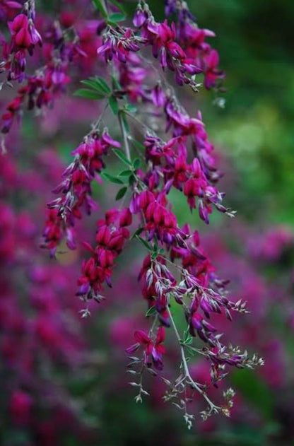 Bees Plant Hub Lespedeza Thunberji / Thunberg lespedeza  Flowering Plant