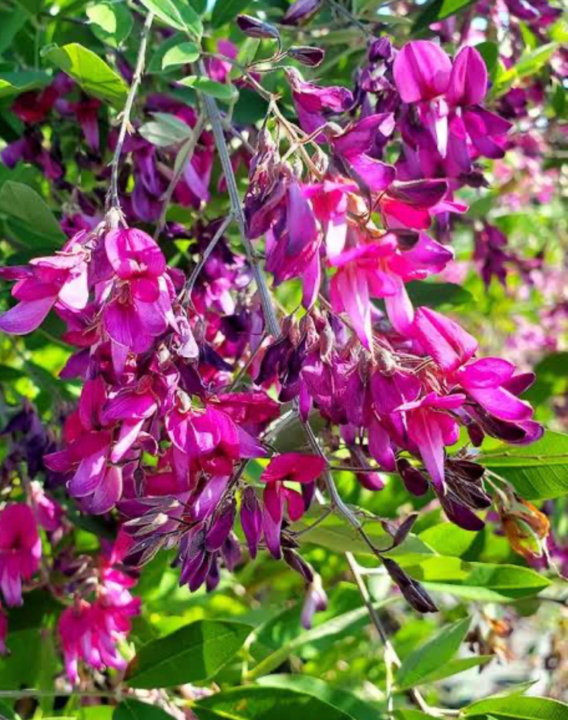 Bees Plant Hub Lespedeza Thunberji / Thunberg lespedeza  Flowering Plant