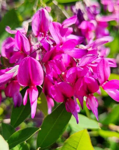 Bees Plant Hub Lespedeza Thunberji / Thunberg lespedeza  Flowering Plant