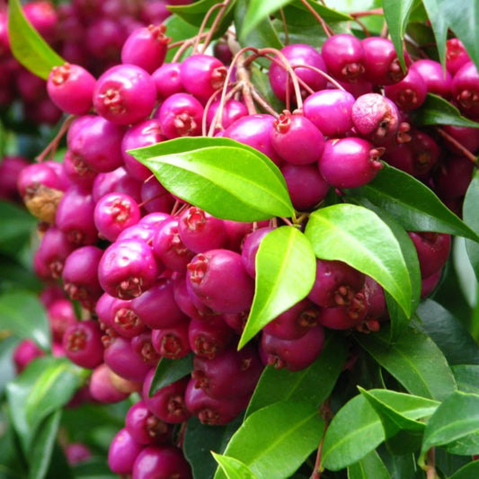 Bees Plant Hub Red Lilly Pilly (Syzygium australe) Ornamental Live Plant