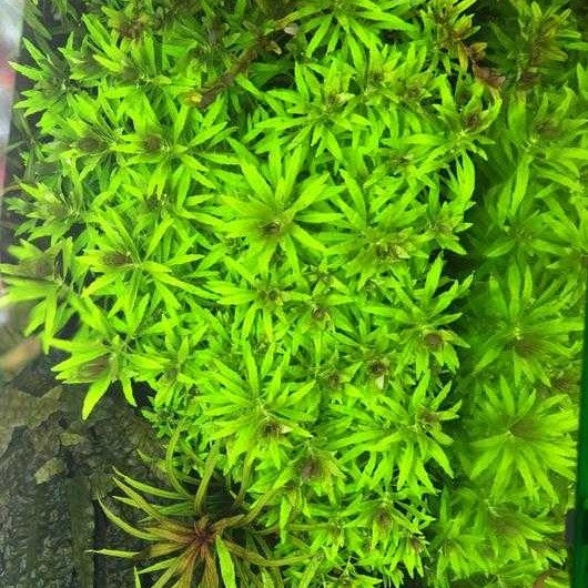 Bees Plant Hub Limnophila Aromatica "Mini" Aquarium Live Plant