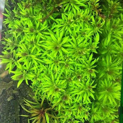 Bees Plant Hub Limnophila Aromatica "Mini" Aquarium Live Plant