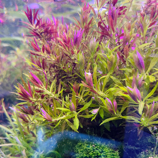 Bees Plant Hub Limnophila Aromatica "Mini" Aquarium Live Plant