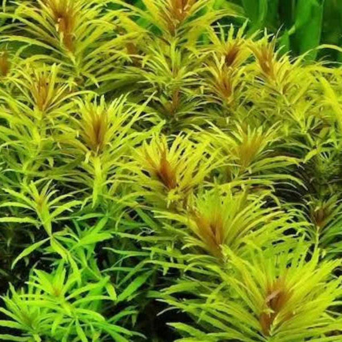 Bees Plant Hub Creeping Marshweed (Limnophila repens) Aquarium Live Plant