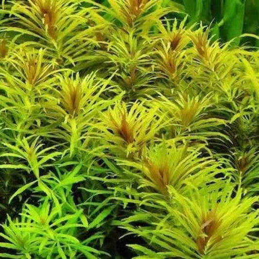 Bees Plant Hub Creeping Marshweed (Limnophila repens) Aquarium Live Plant