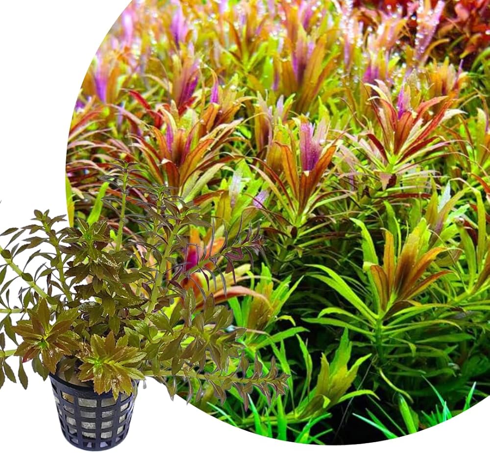 Bees Plant Hub Creeping Marshweed (Limnophila repens) Aquarium Live Plant