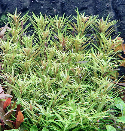 Bees Plant Hub Creeping Marshweed (Limnophila repens) Aquarium Live Plant