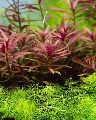 Bees Plant Hub Limnophila Aromatica "Mini" Aquarium Live Plant