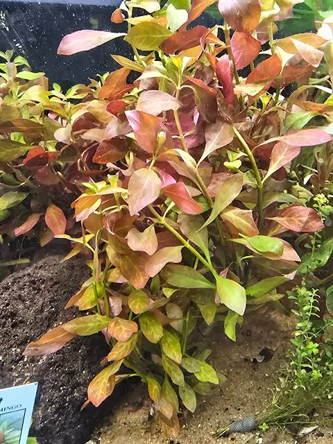 Bees Plant Hub Ludwigia Atlantis Orange Aquarium Live Plant