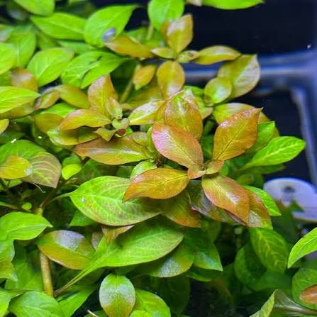Bees Plant Hub Ludwigia Atlantis Orange Aquarium Live Plant