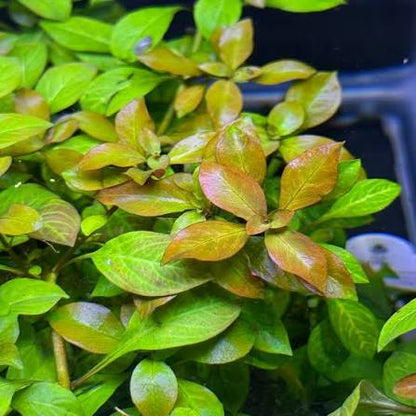 Bees Plant Hub Ludwigia Atlantis Orange Aquarium Live Plant