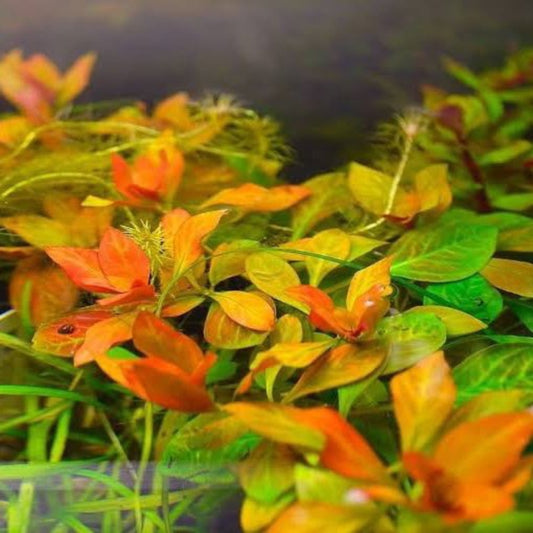 Bees Plant Hub Ludwigia Atlantis Orange Aquarium Live Plant
