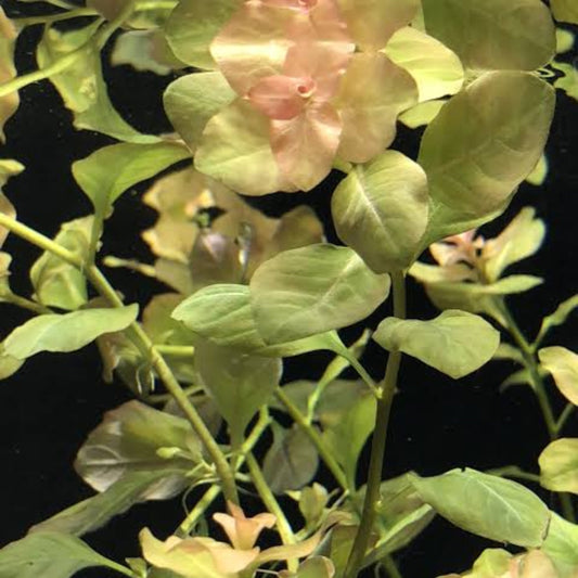 Bees Plant Hub Ludwigia Ovalis Aquarium Live Plant