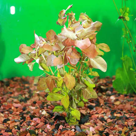Bees Plant Hub Ludwigia Ovalis Aquarium Live Plant