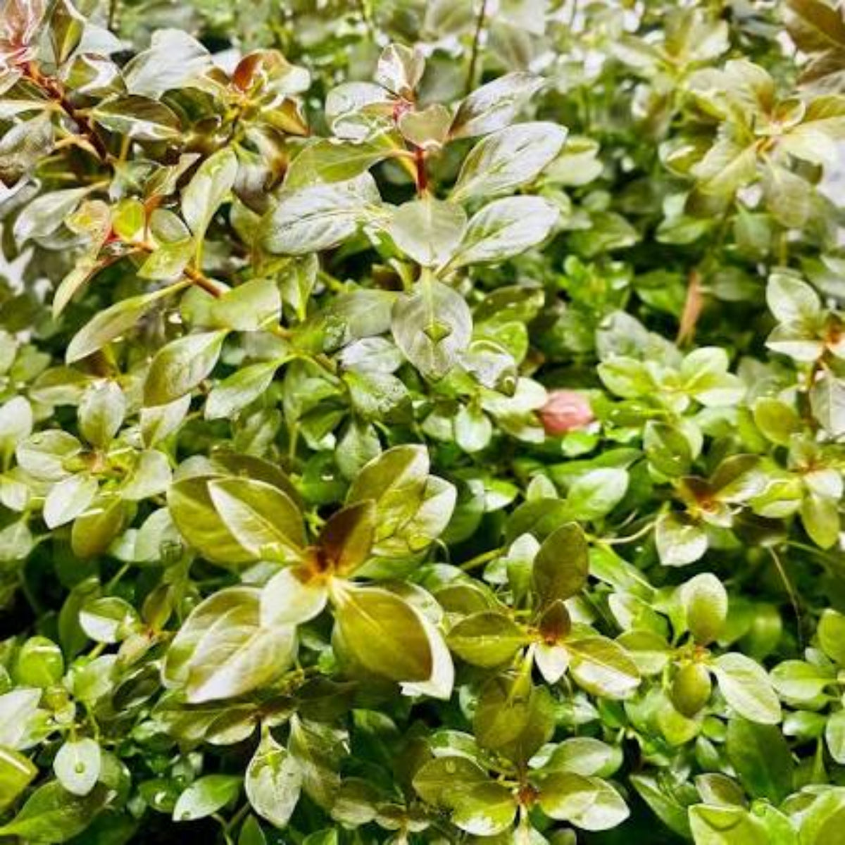 Bees Plant Hub Ludwigia Ovalis Aquarium Live Plant