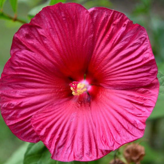 Bees Plant Hub Hibiscus Moscheutos Luna Rose Flowering Live Plant
