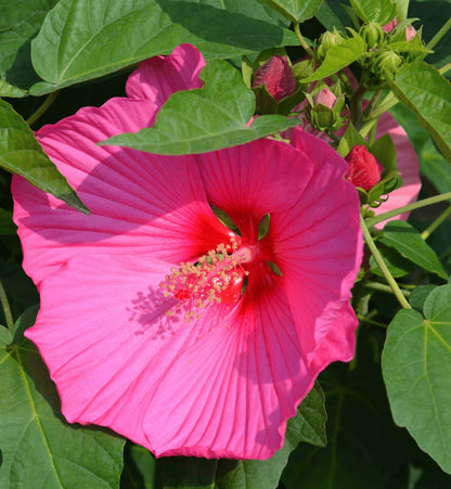 Bees Plant Hub Hibiscus Moscheutos Luna Rose Flowering Live Plant
