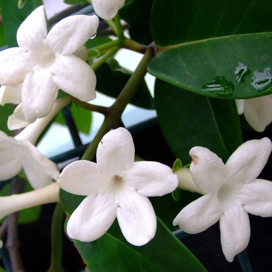 Madagascar Jasmine/ Stephanotis floribunda Rare Flowering Live Plant