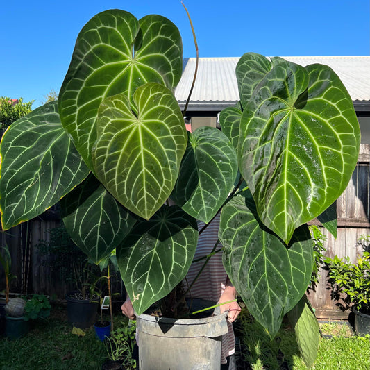 Bees Plant Hub Anthurium Magnificum (Big Size) Rare Indoor Live Plant