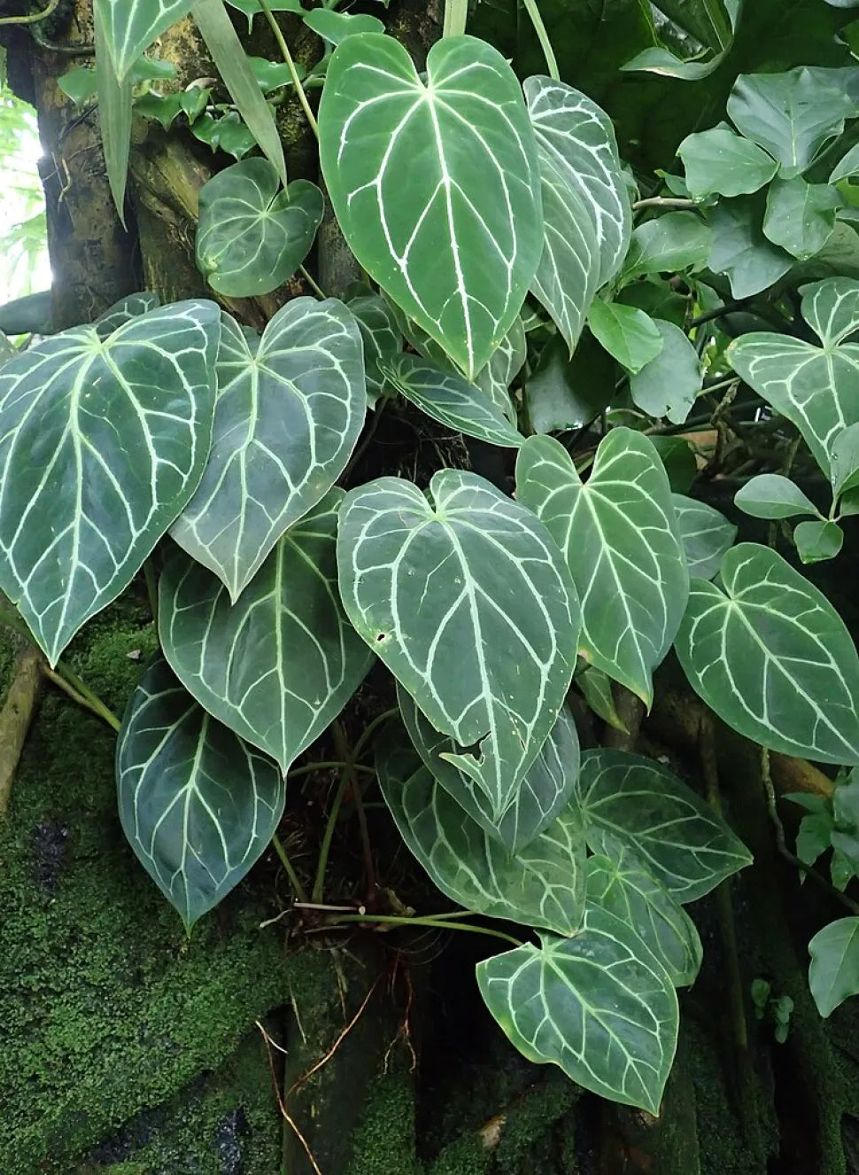 Bees Plant Hub Anthurium Magnificum (Big Size) Rare Indoor Live Plant