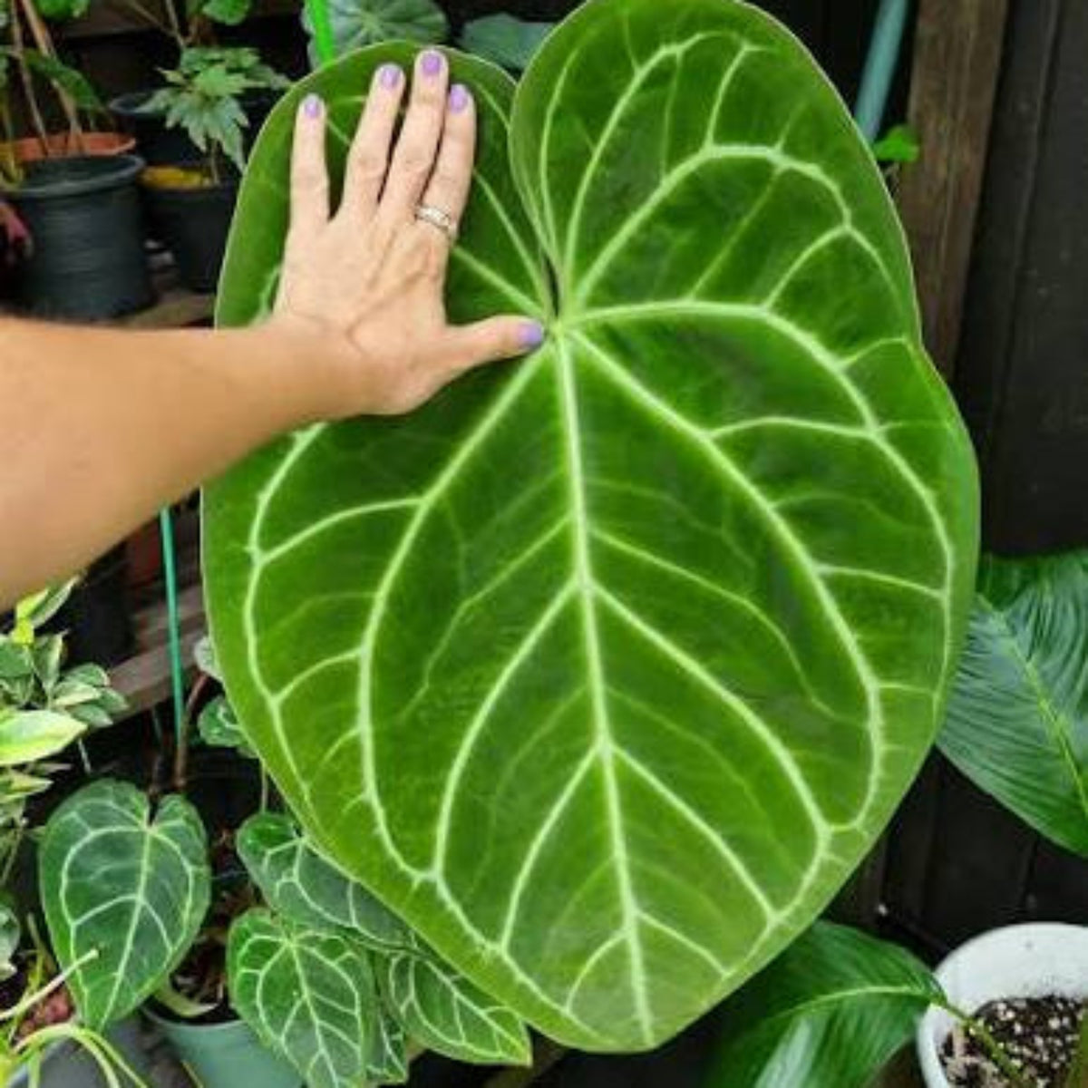 Bees Plant Hub Anthurium Magnificum (Big Size) Rare Indoor Live Plant