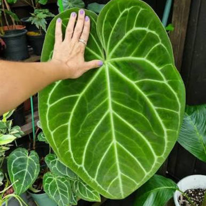 Bees Plant Hub Anthurium Magnificum (Big Size) Rare Indoor Live Plant