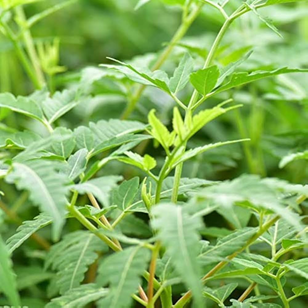 Bees Plant Hub Malabar Neem (Melia dubia) Live Plant