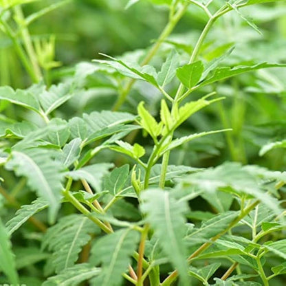 Bees Plant Hub Malabar Neem (Melia dubia) Live Plant