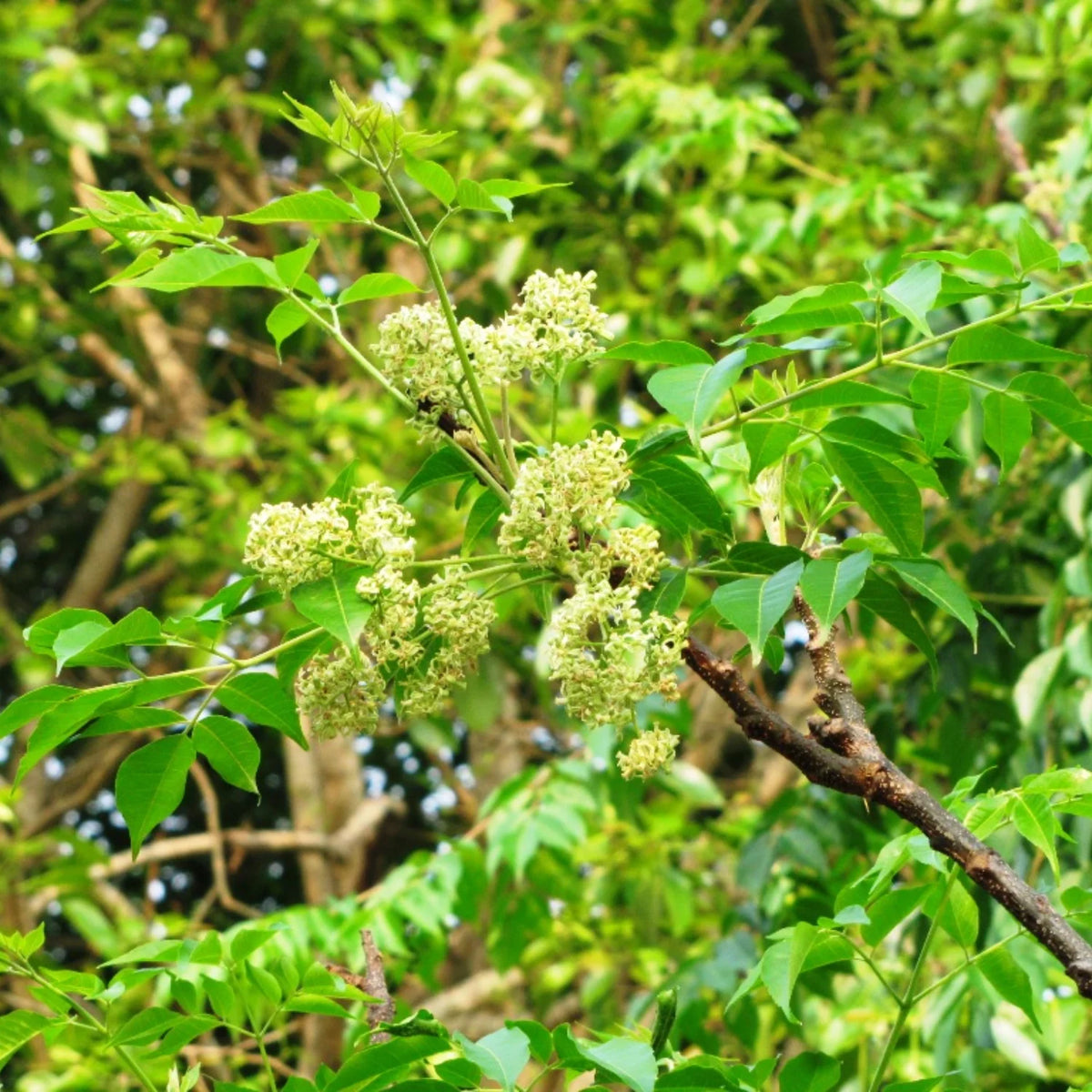 Bees Plant Hub Malabar Neem (Melia dubia) Live Plant