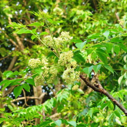 Bees Plant Hub Malabar Neem (Melia dubia) Live Plant