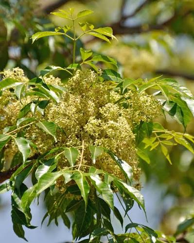 Bees Plant Hub Malabar Neem (Melia dubia) Live Plant