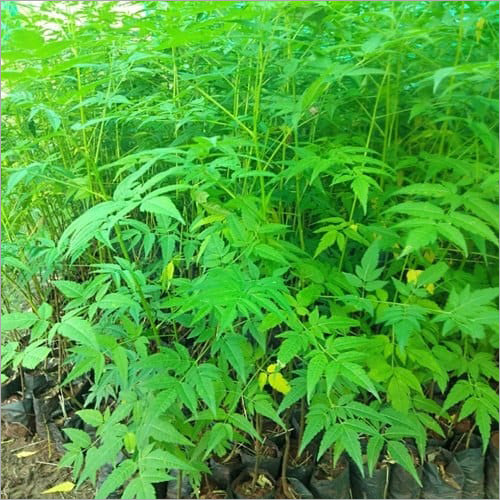 Bees Plant Hub Malabar Neem (Melia dubia) Live Plant