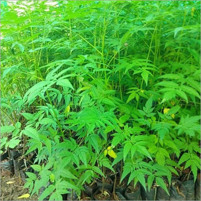 Bees Plant Hub Malabar Neem (Melia dubia) Live Plant