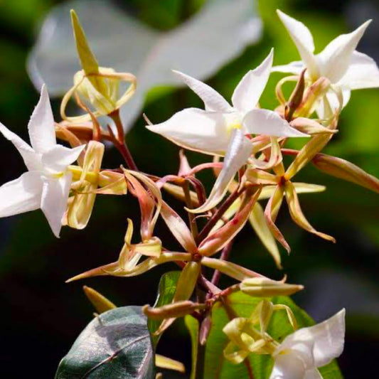 Bees Plant Hub Aganosma Dichotoma / Malati Lata creeper Flowering Live Plant