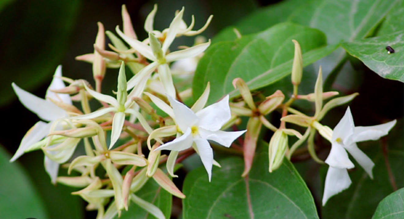 Bees Plant Hub Aganosma Dichotoma / Malati Lata creeper Flowering Live Plant