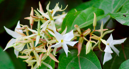 Bees Plant Hub Aganosma Dichotoma / Malati Lata creeper Flowering Live Plant