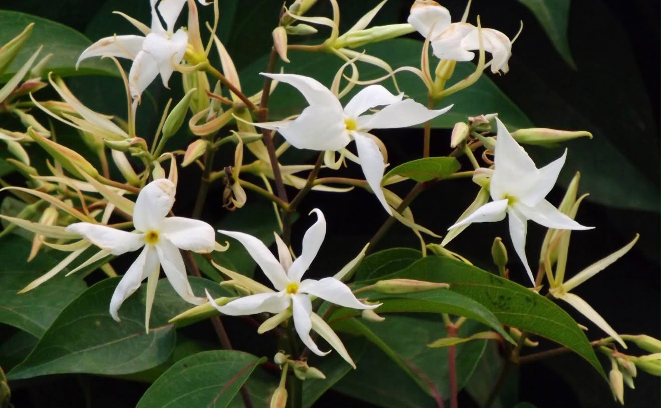 Bees Plant Hub Aganosma Dichotoma / Malati Lata creeper Flowering Live Plant