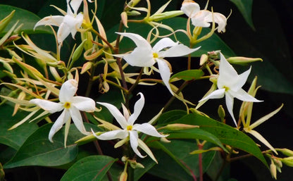Bees Plant Hub Aganosma Dichotoma / Malati Lata creeper Flowering Live Plant