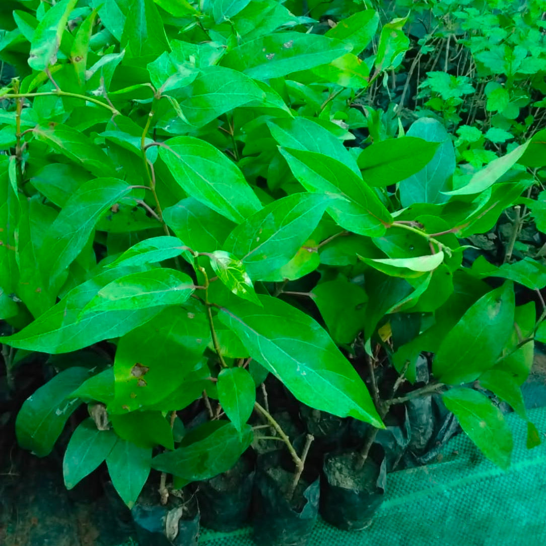 Bees Plant Hub Aganosma Dichotoma / Malati Lata creeper Flowering Live Plant