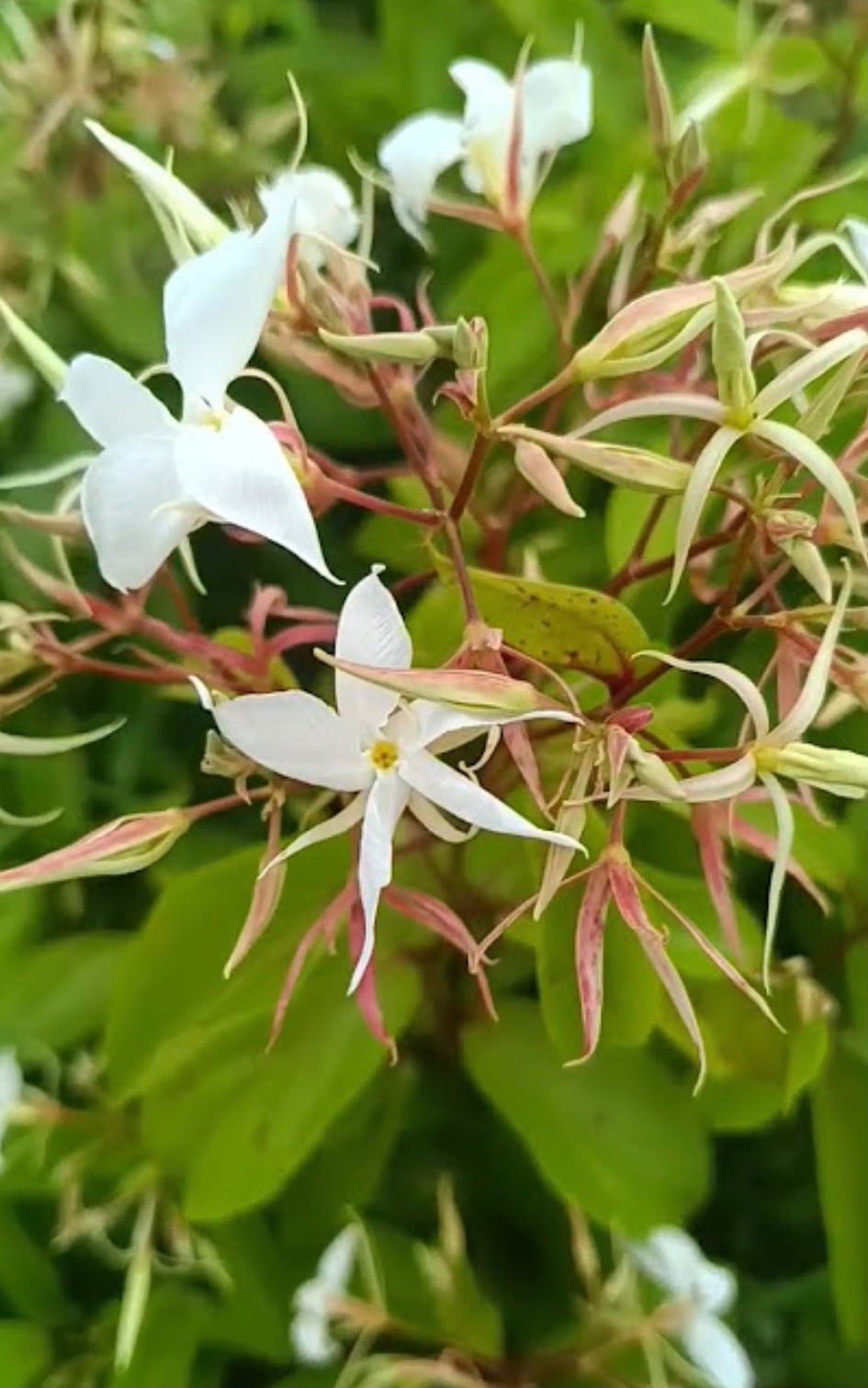 Bees Plant Hub Aganosma Dichotoma / Malati Lata creeper Flowering Live Plant
