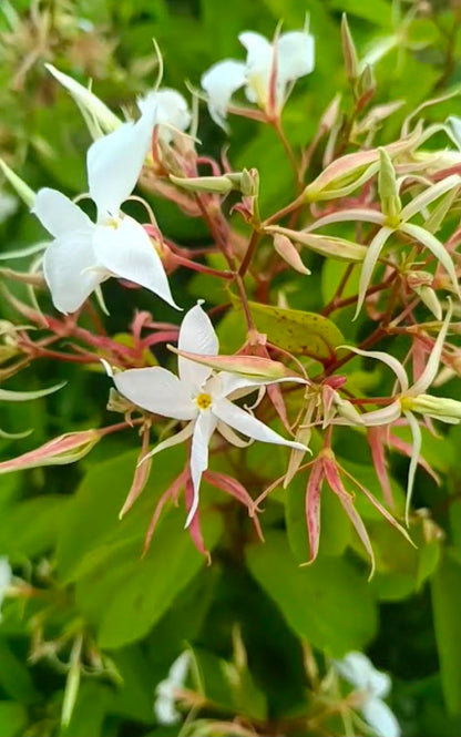 Bees Plant Hub Aganosma Dichotoma / Malati Lata creeper Flowering Live Plant